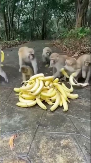 #comedy #humor #funny #monkey