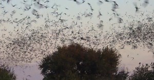 Nature: Bat swarm