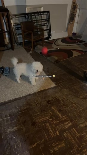 Hilarious Dog Memes for a Good Laugh