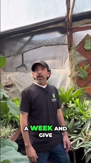 Orchid Care Easy Weekly Watering Tips for Beginners
