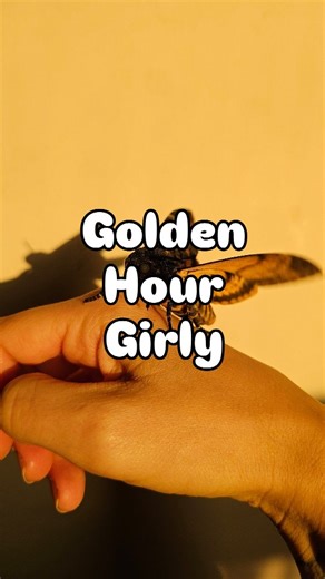 golden hour girly going for a walk and a flutter. ✨ death's-head hawkmoth (acherontia atropos) 🖤 - #insects_of_our_world #deathshead #entomology | Stoned Affection