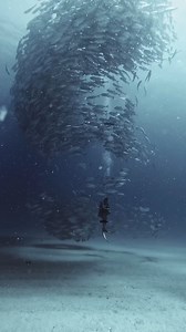 In the eye of a fish tornado 🌪️ These spectacular gatherings aren't just for safety in numbers; they create a mesmerizing phenomenon called a "bait ball." The fish move and shimmer together, confusing predators and making it difficult for them to target a single prey 🎥 @wandering.westerner #scubadotcom #oceanmyway #scuba | Scuba.com