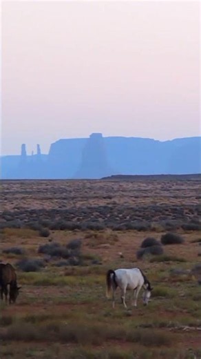 Wild Horses in Monument Valley - Navajo Nation