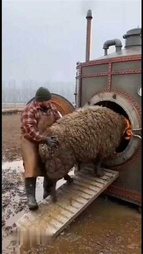 😳 Muddy Sheep Goes In… Comes Out Snow-White 🤯🐑