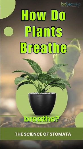 What Are Stomata? The Secret Breathing System of Plants! 🌿😮