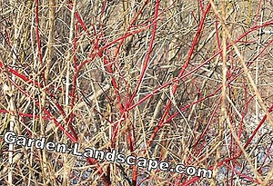 Landscaping: Woods With Colored Bark And Shoots - My Beautiful Garden | 2025