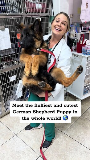 Meet the Fluffiest and Cutest German Shepherd Puppy in the World! 🌎
