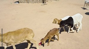 Masai village in the middle of Tanzania, tribes expanding from the Kilimanjaro to the south in search of fertile lands for their livestock, in these sequences a day of daily life.