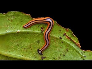 Filo Platyhelminthes – Parte 2: Planárias de Vida Livre e o Problema com Turbellaria.