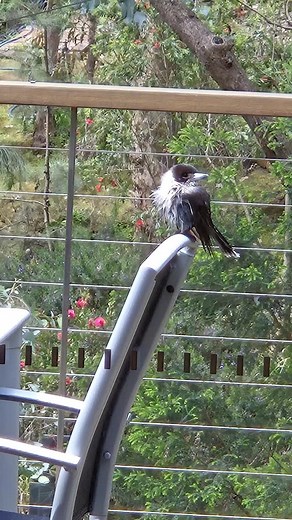 8 comments | Someone has had a big refreshing dip in our bird bath! The Grey Butcherbird has the most lovely song, but as I took this video from in our loungeroom, all you could hear was our Budgie chattering, so I thought I'd add in a track from instagram. (The sound you hear is the Pied Butcherbird, but sounds very similar!) 勇懶 | Jacinta Payne Art | Facebook