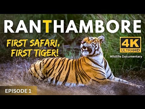 First Safari, First Tiger! | Ranthambore Tiger Reserve | 4K UHD Wildlife Documentary
