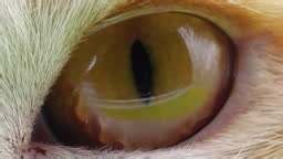 Close up cat eye