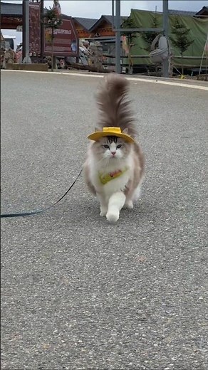 Cute Cat Running on the Road 🐱 | Fast & Funny Cat Moment | Viral Animal Short