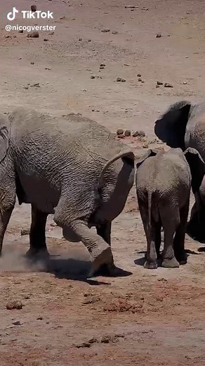 Incredible Elephant Birth at Madikwe Game Reserve