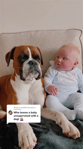 Baby Boxer and Human Bonding Moments with Dog
