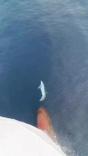 Playful Dolphin Swimming and Leaping in the Ocean