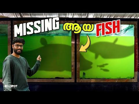 😍💥FOUND THE MISSING FISH FROM MONSTER TANK... | Brought new African Knife Fish to our TANK