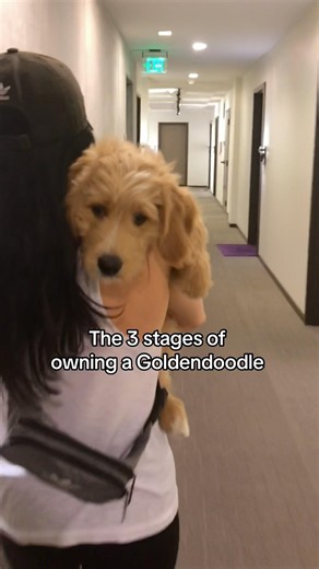 The different stages of owning a Goldendoodle 🐾 #doglife #goldendoodle #cutedog #dogshorts