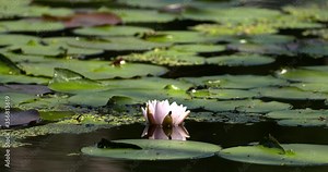 pink water lily lotus amongst lily pads in pond lake