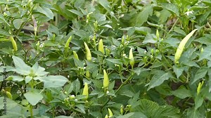 very hot pepper for pickling in the field, pickled hot pepper plant,