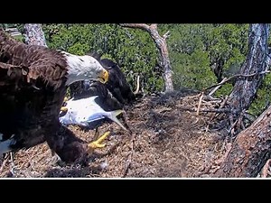 AEF NEFL Eagles ~ Beau Brings Bodie A Live Flopping Fish! Bodie Unzips & Eats The Whole Thing 5.1.25