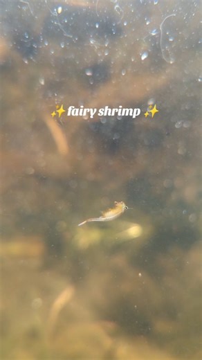 13 reactions | Do you believe in fairy shrimp? 戀 ✨ These tiny, freshwater crustaceans live in wooded vernal pools (and are in need of our protection!). Get a copy of the May edition for more info on how you can help! 栗‍♀️ link.mynorth.com/May2024Issue . . . #fairyshrimp #vernalpool #vernalpoolpatrol #michigan #northernmichigan #wildlife #spring | MyNorth & Traverse Magazine | Facebook