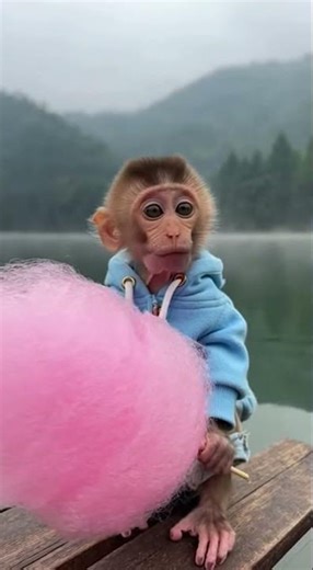 Baby Monkey Tries Cotton Candy for the First Time Sweet Surprise