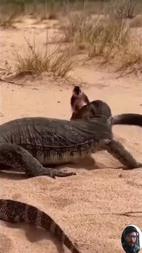 Monitor Lizard vs Venomous King Cobra | Thick Armor, Unbreakable Grip.