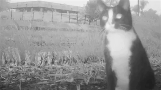 👀 Turns out, not every step at the #TarPits ends in a sticky situation. Modern camera traps show animals like opossums and squirrels skirting active seeps—giving scientists clues about how Ice Age creatures may have dodged (or fallen victim to) the same traps thousands of years ago. Discover who’s still outsmarting the tar today: https://bit.ly/NotStuckTP | La Brea Tar Pits and Museum