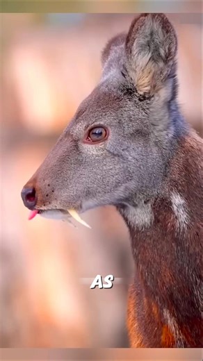 His Own Smell Got Him Killed