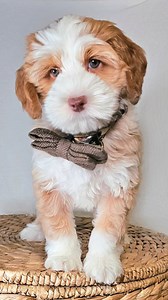 💙 Enzo is seeking local Guardian Family and ForeverHome 🥰 🐶 Our future Mama and Daddy furbabies are placed at #NoCost to the Guardian. We simply need amazing doggie homes. Enzo is a micro mini Multigen Australian Labradoodle, non-shedding allergy friendly, loves children and other dogs, microchipped and sleeping through the night! 📍Must be LOCAL to be a Guardian Home. He will remain in our Program but will be your #ForeverFurbaby and family member for a lifetime. 🚩**LOCAL INQUIRIES ONLY #Ro