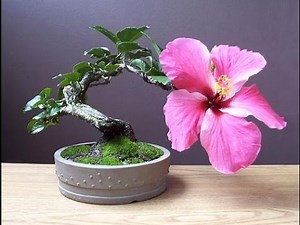 Hibiscus syriacus Bonsai - Rose of Sharon, Rose of Althea, Syrian Rose