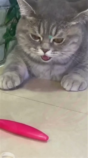 👆🏻 【猫が喜ぶ映像】QQcar cat 🥰癒し🥰#猫 #子猫 #ねこ #고양이#猫が喜ぶ映像#새끼고양이#고양이동영상