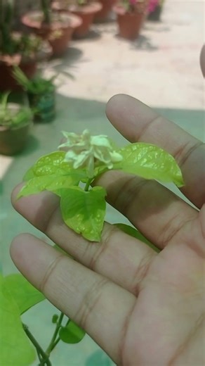 How to grow morga from cutting #mograplant #growfromcuttings #viralshort