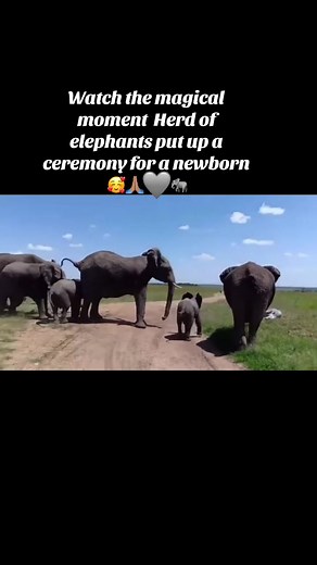 Magical Moment: Witness an Elephant Giving Birth in a Heartwarming Ceremony