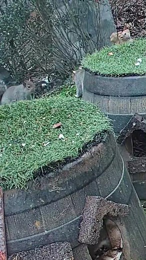 Squirrel 🐿️ and mirror 🪩