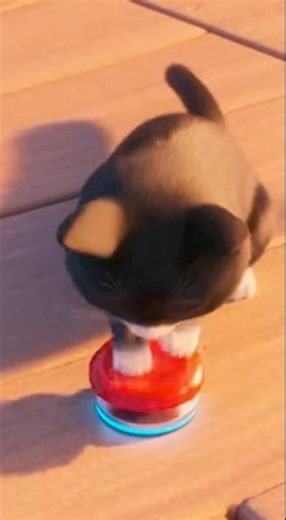 #cat #jump #funny #cute #fail #shorts #loop