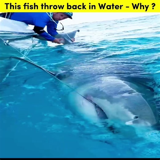 The fish with Zero Market value 🐠