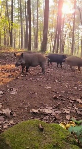 The monkey use saxophone when the wild boar sleeping