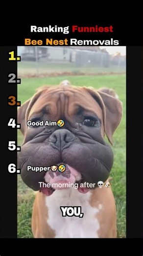 Funniest Bee Nest Removals Ranked 🐝😂