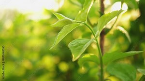Hello spring. Fresh green branch with new leaves on blurred greenery spring summer background in garden park. Tree with sunset lights. Sun rays break through foliage of green tree