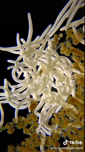 mymicroscopicworld on TikTok