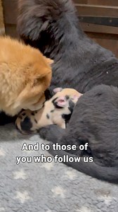 Our new piglet content may have lost us a few followers… perhaps this morning’s bacon butty came with a side of guilt? 🤣 Don’t worry, we’re not vegan… just probably petting ourselves into it! SideKick is settling in with the chaos crew, the Newfies, Chow Chows, Gaga the Sphynx, and even Mayonnaise our sheep are fully on board. Tiny, ginger, spotty, and already running the household. #piglet #newfies #chowchow #farm | Newfangled Newfoundlands & Chow Chows