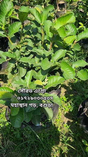 আপনার বাগানকে করে তুলুন আরও আকর্ষণীয় রেড ডায়মন্ড পেয়ারার রঙিন ফল দিয়ে 🍎 এই গাছগুলো জিও ব্যাগ সেট আপ কৃত, অর্থাৎ টবে বা ছোট জায়গায়ও সহজে রাখা যাবে। গাছে ইতিমধ্যেই ফুল ও ফল রয়েছে — মানে, বাড়িতেই পেয়ে যাবেন নিজের চাষের পেয়ারা ফলন! 😍 --- 🌱 📌 গাছের বিশেষ বৈশিষ্ট্য: ✅ কলমের গাছ — দ্রুত ফলনশীল 🌿 ✅ জিও ব্যাগে সেট আপ — সহজে টবে বা বারান্দায় রাখা যায় 🪴 ✅ গাছে ফুল ও ফল সহ প্রস্তুত 🌸🍐 ✅ গাছের গঠন ঝোপালো ও স্বাস্থ্যবান 🌳 ✅ ঘরোয়া ও বাণিজ্যিক চাষ দুইয়ের জন্যই উপযোগী --- 🚚 ডেলিভারি তথ্য: 📦 থানা ও জেল