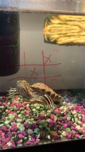 Jogo da velha com tartaruga. "Turtle tic-tac-toe game" #shorts