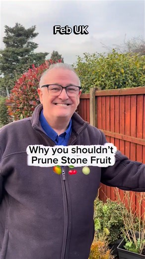 Why you should try NOT to prune stone fruit Cherries 🍒 Plums 🥭Peaches 🍑gages 🍈 #gardening #garden #fruittree #fruit #grow | Dave The Plantman