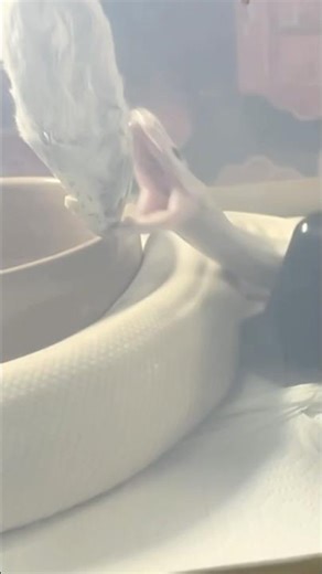 OROCHIMARU | Super Fire Royal / Ball Python | #strike #short 🤍🎬 (05.11.25)