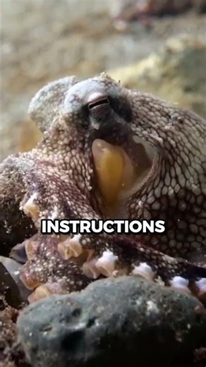 If One Brain Is Complex, Octopuses Have Nine 🐙