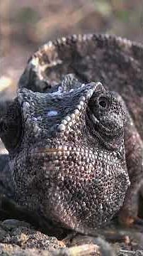 What is it about a chameleon’s eyes? | NATURE Shorts | PBS