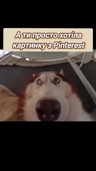 Відео користувача Приватна Майстерня (@privatnaa_maysternya) з композицією «оригінальний звук - Приватна Майстерня»